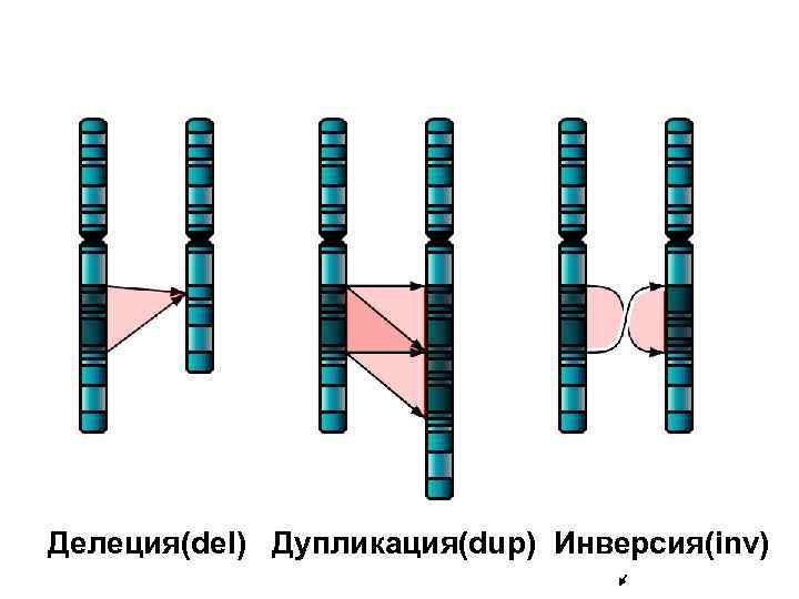 Делеция(del) Дупликация(dup) Инверсия(inv) 