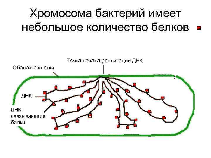 Хромосома бактерий имеет небольшое количество белков Точка начала репликации ДНК Оболочка клетки ДНКсвязывающие белки