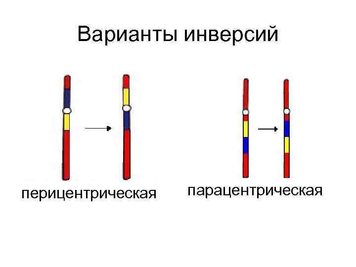 Варианты инверсий перицентрическая парацентрическая 