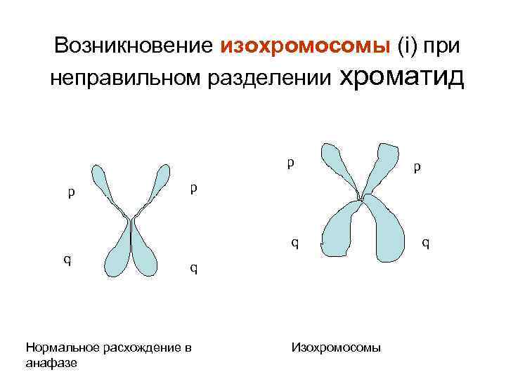 Возникновение изохромосомы (i) при неправильном разделении хроматид p p p q q p q