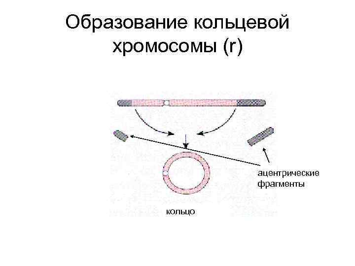 Образование кольцевой хромосомы (r) ацентрические фрагменты кольцо 