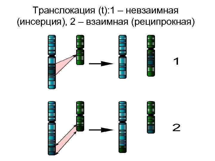 Транслокация (t): 1 – невзаимная (инсерция), 2 – взаимная (реципрокная) 