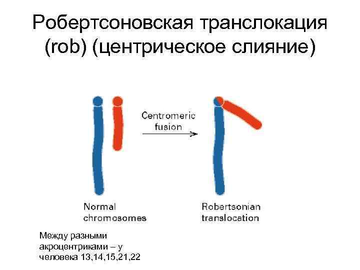 Робертсоновская транслокация (rob) (центрическое слияние) Между разными акроцентриками – у человека 13, 14, 15,