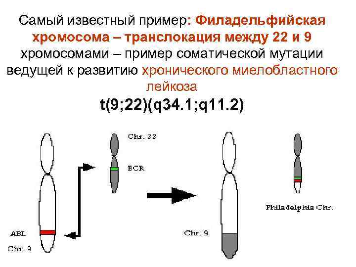 Самый известный пример: Филадельфийская хромосома – транслокация между 22 и 9 хромосомами – пример