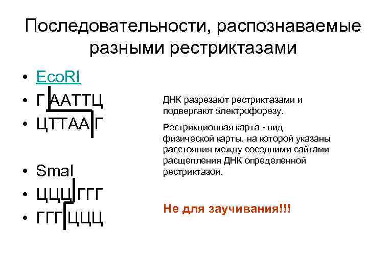 Последовательности, распознаваемые разными рестриктазами • Eco. RI • Г ААТТЦ • ЦТТАА Г •