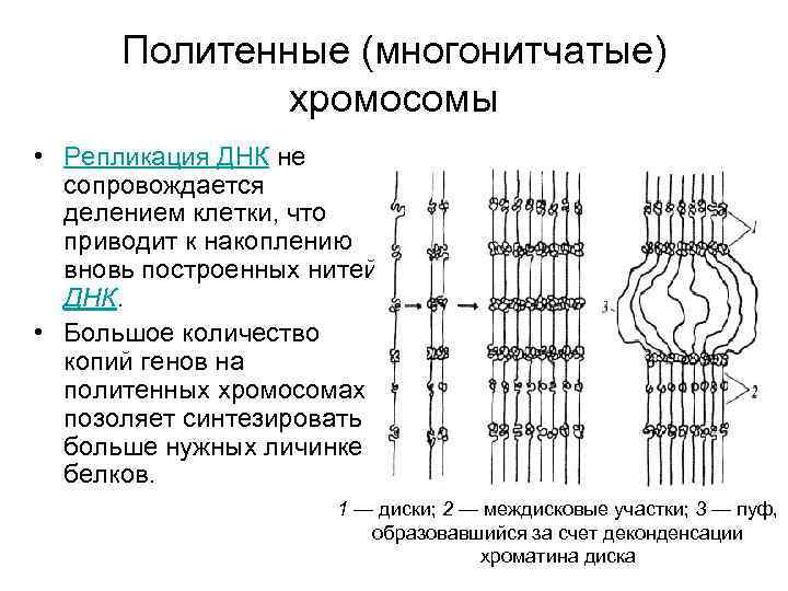 Политенные (многонитчатые) хромосомы • Репликация ДНК не сопровождается делением клетки, что приводит к накоплению