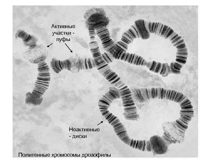 Активные участки пуфы Неактивные - диски Политенные хромосомы дрозофилы 
