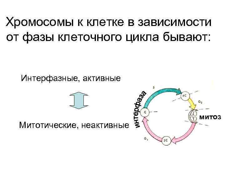 Хромосомы к клетке в зависимости от фазы клеточного цикла бывают: Интерфазные, активные Митотические, неактивные