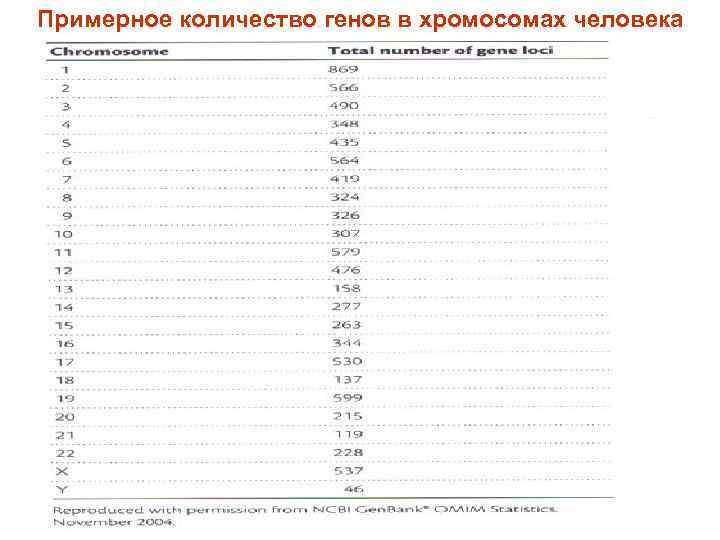 Примерное количество генов в хромосомах человека 