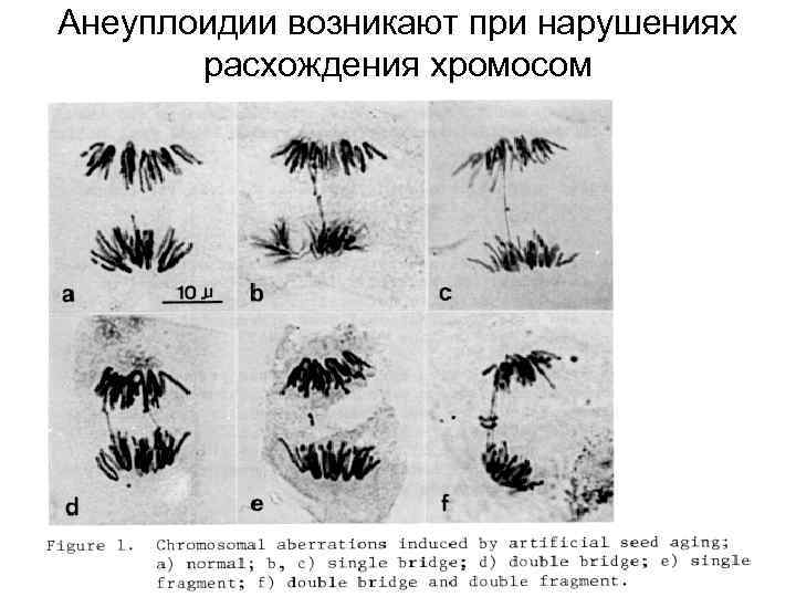 Анеуплоидии возникают при нарушениях расхождения хромосом 