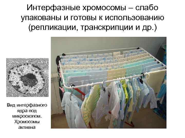 Интерфазные хромосомы – слабо упакованы и готовы к использованию (репликации, транскрипции и др. )