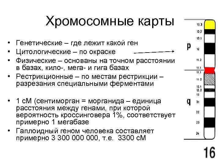 Хромосомные карты • Генетические – где лежит какой ген • Цитологические – по окраске