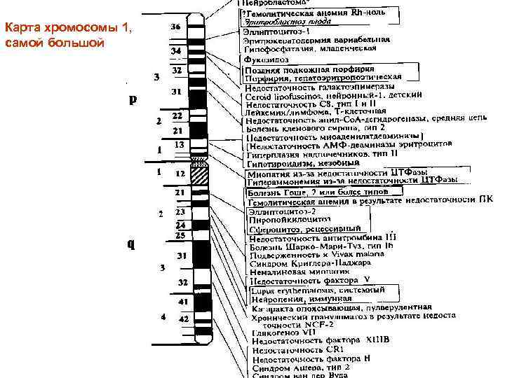 Карта хромосомы 1, самой большой 