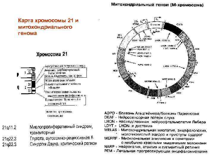 Карта хромосомы 21 и митохондриального генома 