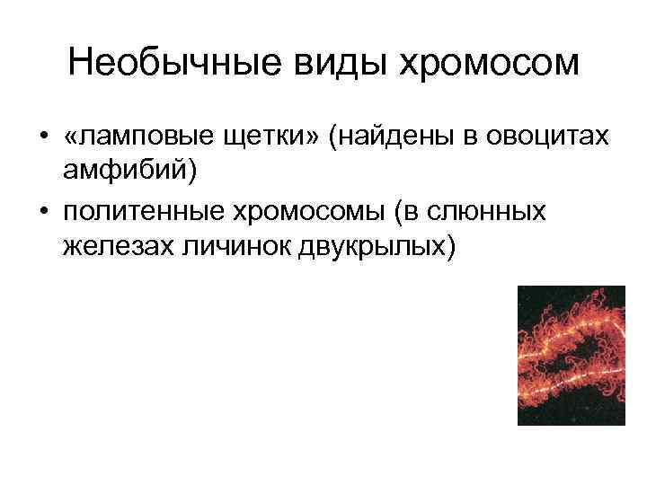 Необычные виды хромосом • «ламповые щетки» (найдены в овоцитах амфибий) • политенные хромосомы (в