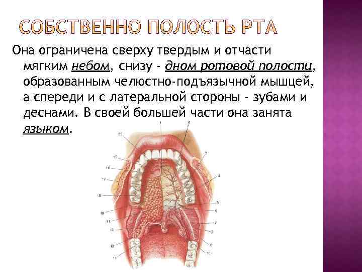 Содержимое полости рта. Собственно полость рта ограничена спереди. Собственно полость рта ограничена снизу. Строение ротовой полости на латыни.