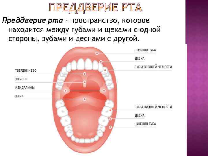 Преддверие рта - пространство, которое находится между губами и щеками с одной стороны, зубами