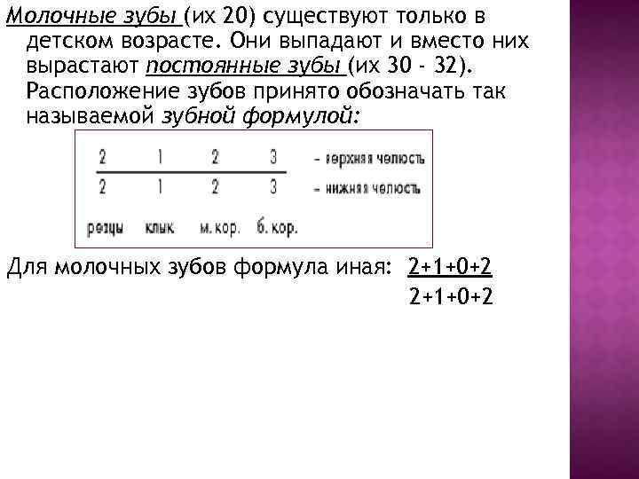 Молочные зубы (их 20) существуют только в детском возрасте. Они выпадают и вместо них