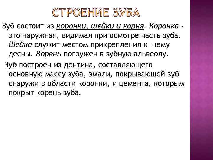 Зуб состоит из коронки, шейки и корня. Коронка это наружная, видимая при осмотре часть