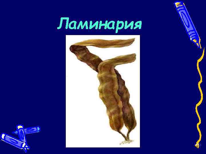 Ламинария 