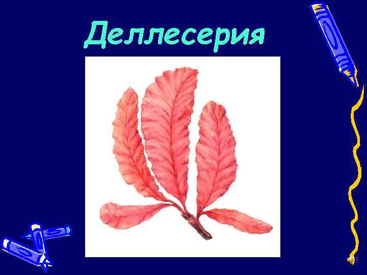 Деллесерия 