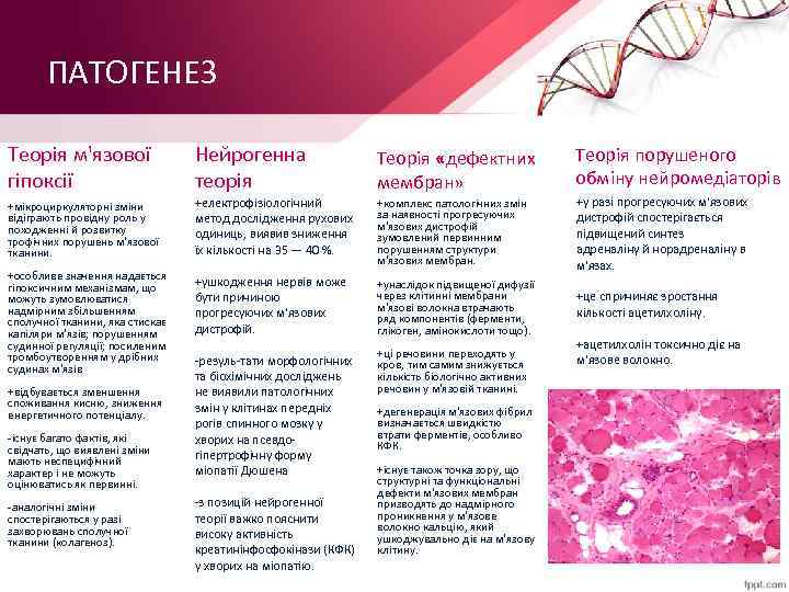 ПАТОГЕНЕЗ Теорія м'язової гіпоксії Нейрогенна теорія Теорія «дефектних мембран» Теорія порушеного обміну нейромедіаторів +мікроциркуляторні