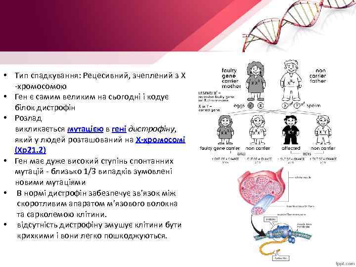  • Тип спадкування: Рецесивний, зчеплений з Х хромосомою • Ген є самим великим