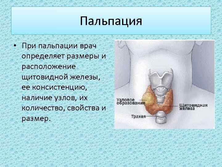 Пальпация • При пальпации врач определяет размеры и расположение щитовидной железы, ее консистенцию, наличие