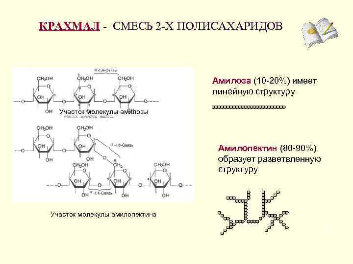 КРАХМАЛ - СМЕСЬ 2 -Х ПОЛИСАХАРИДОВ Амилоза (10 -20%) имеет линейную структуру Участок молекулы