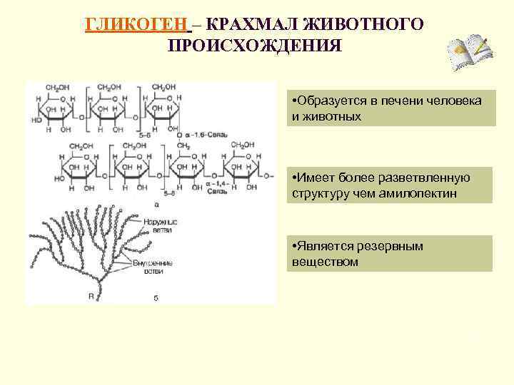 ГЛИКОГЕН – КРАХМАЛ ЖИВОТНОГО ПРОИСХОЖДЕНИЯ • Образуется в печени человека и животных • Имеет