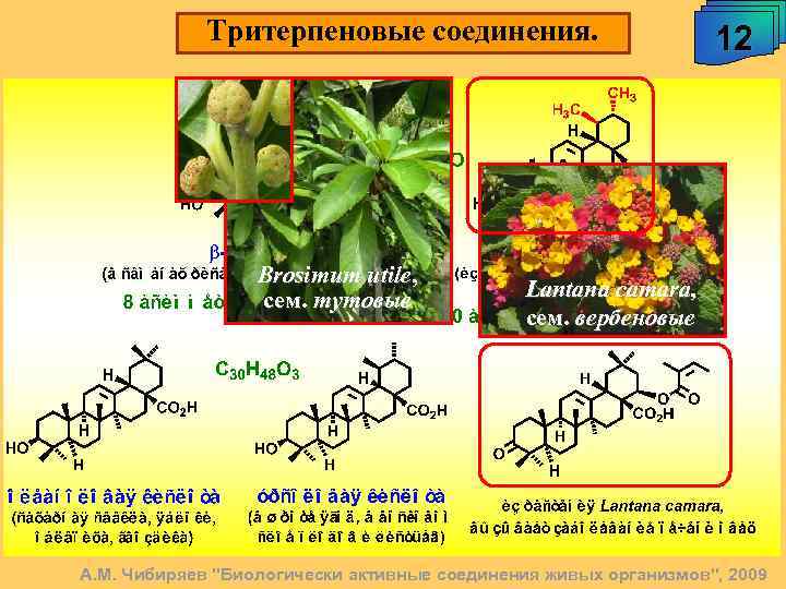 Тритерпеновые соединения. Brosimum utile, сем. тутовые 12 Lantana camara, сем. вербеновые А. М. Чибиряев