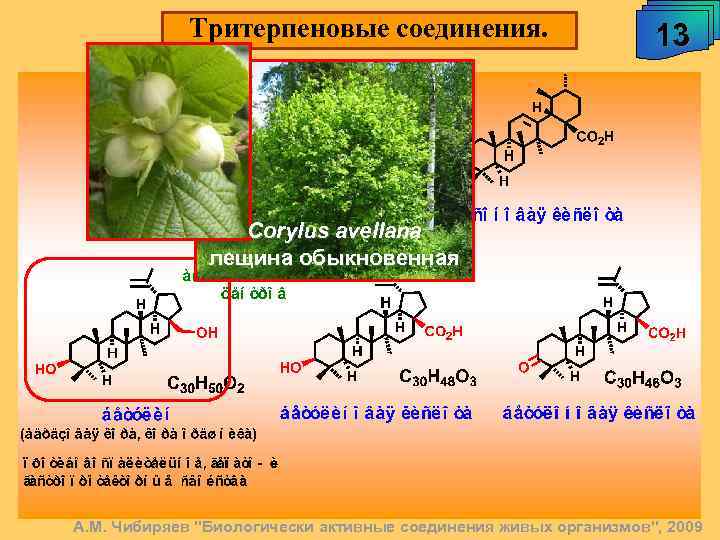 Тритерпеновые соединения. 13 Corylus avellana лещина обыкновенная А. М. Чибиряев 