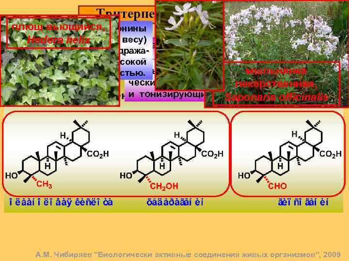 Тритерпеновые сапонины. 14 плющ вьющийся, Тритерпеновые сапонины мыльнянки (до 20% по весу) Hedera helix