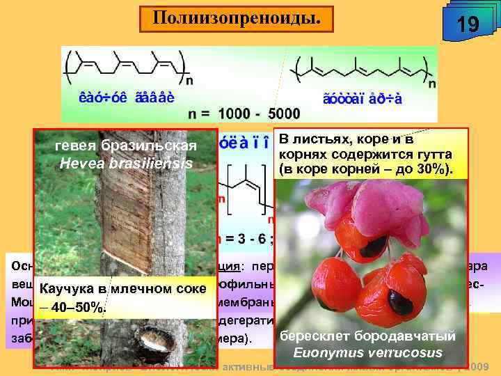 Полиизопреноиды. гевея бразильская Hevea brasiliensis 19 В листьях, коре и в корнях содержится гутта
