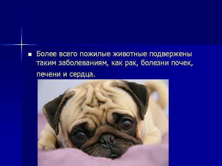 n Более всего пожилые животные подвержены таким заболеваниям, как рак, болезни почек, печени и