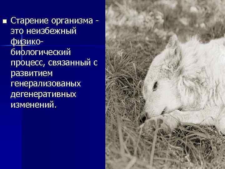 n Старение организма это неизбежный физикобиологический процесс, связанный с развитием генерализованых дегенеративных изменений. 