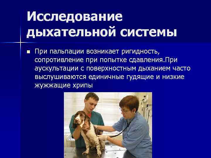 Исследование дыхательной системы n При пальпации возникает ригидность, сопротивление при попытке сдавления. При аускультации