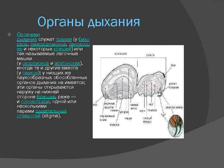 Органы дыхания Органами дыхания служат трахеи (у бихо рхов, лжескорпионов, сенокосц ев и некоторых