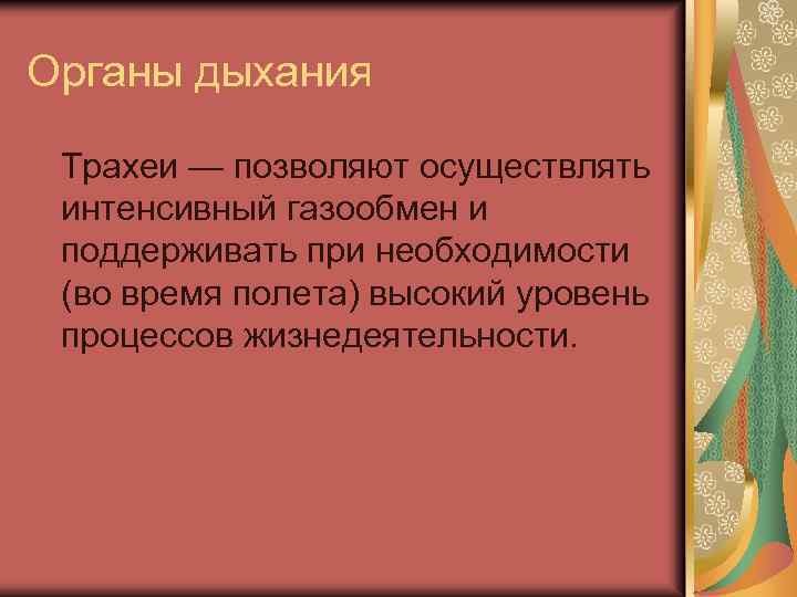 Органы дыхания Трахеи — позволяют осуществлять интенсивный газообмен и поддерживать при необходимости (во время