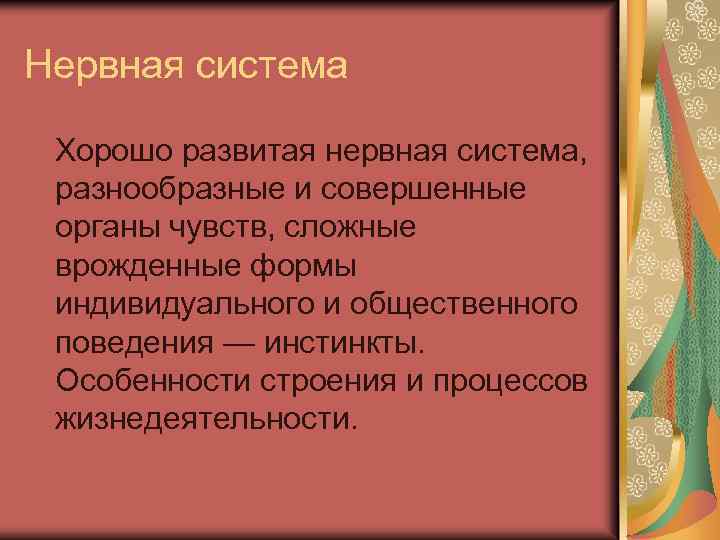 Нервная система Хорошо развитая нервная система, разнообразные и совершенные органы чувств, сложные врожденные формы