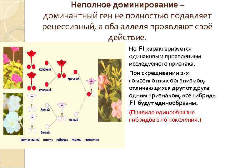 Неполное доминирование – доминантный ген не полностью подавляет рецессивный, а оба аллеля проявляют своё