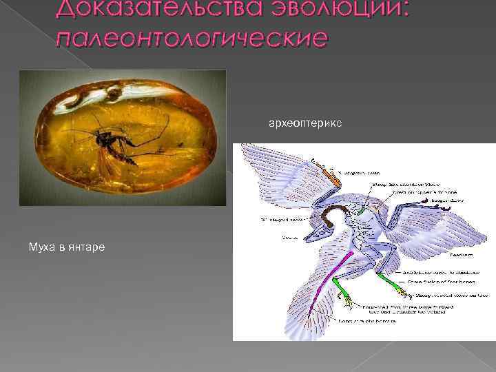 Доказательства эволюции: палеонтологические археоптерикс Муха в янтаре 