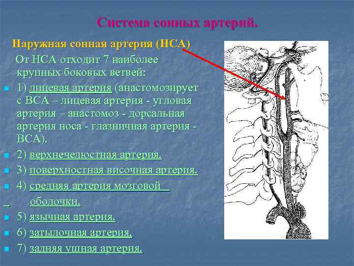 Статья артерия жизни по дну чего. ВСА артерия сегменты. Внутренняя Сонная артерия анатомия ветви. Внутренняя Сонная артерия топография ветви и области кровоснабжения. Анастомозы наружной сонной артерии.