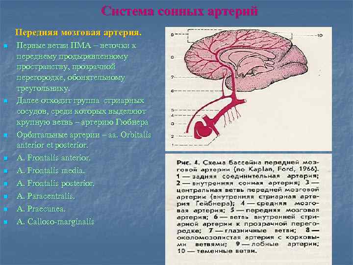 Артерии среднего мозга. Передняя мозговая Артеи я. Передняя мозговая артерия. Передняя мозговая артерия ветви. Передняя артерия сосудистого сплетения.