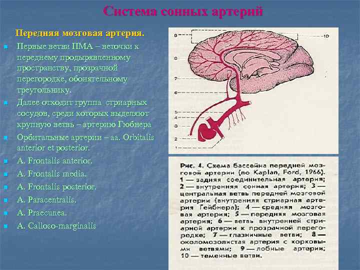 Средняя мозговая артерия. Ворсинчатая артерия головного мозга. Ветви передней мозговой артерии. Передняя мозговая артерия ветви. Стриарные артерии.