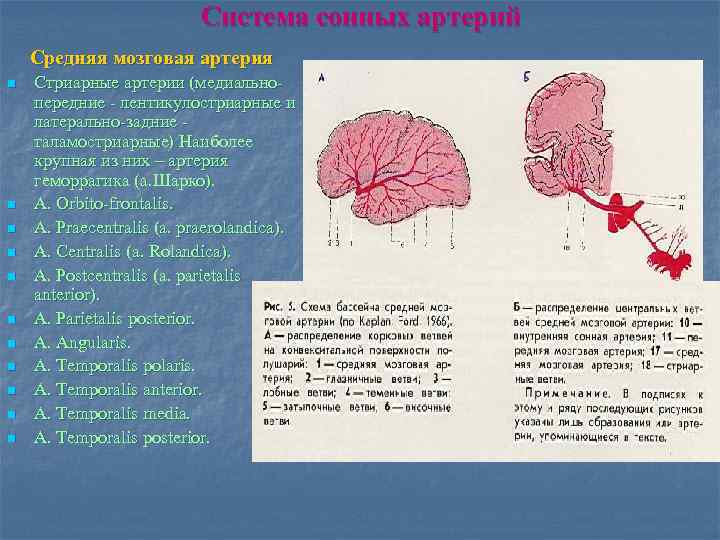 Средняя мозговая артерия