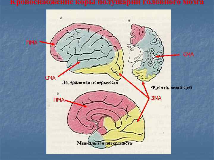 Бассейны кровоснабжения головного мозга схема