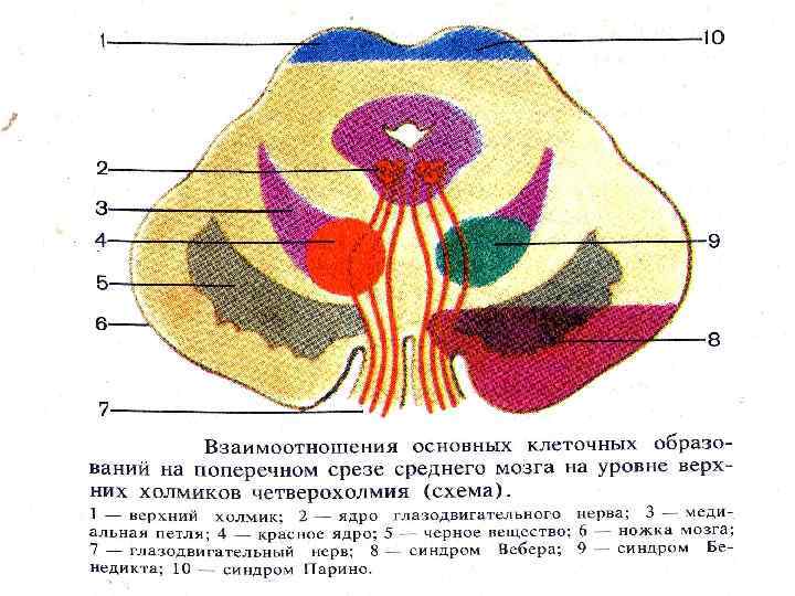 Поперечный срез среднего мозга схема