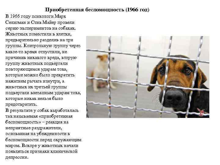 Приобретенная беспомощность (1966 год) В 1966 году психологи Марк Селигман и Стив Майер провели