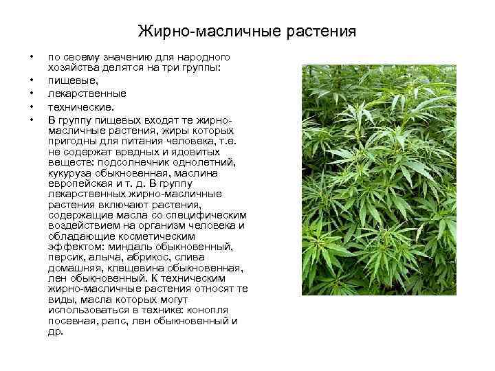 Жирно-масличные растения • • • по своему значению для народного хозяйства делятся на три